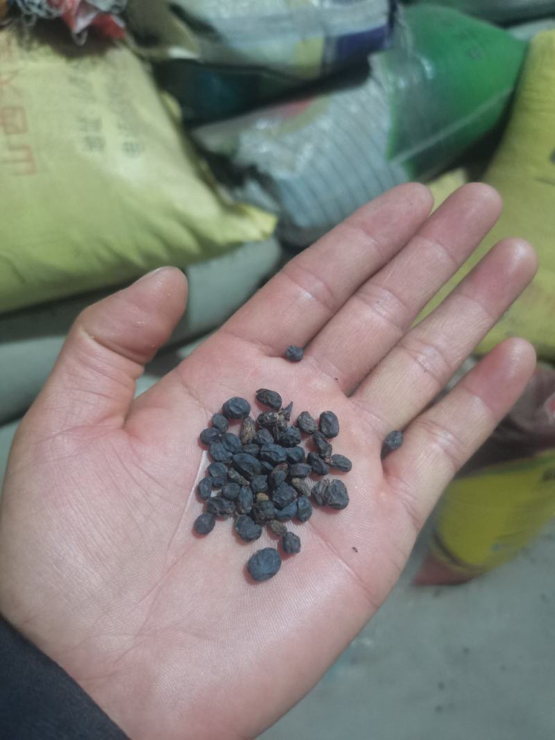 女贞子，各种规格，有前期女贞子，中期女贞子，和圆形女贞子