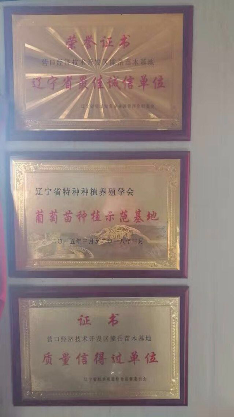 辽宁夏黑葡萄苗产地直发无核葡萄苗品种