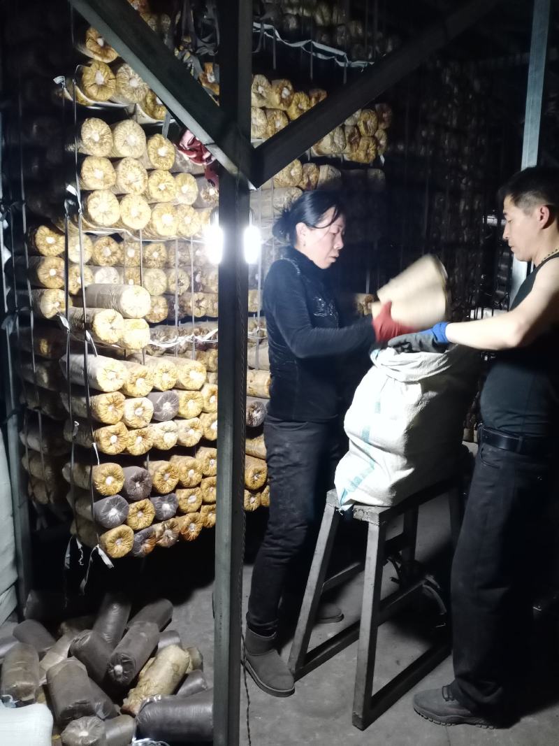 桑黄菌种桑黄菌段有货西峡县科达菌种厂，有桑黄菌包菌段