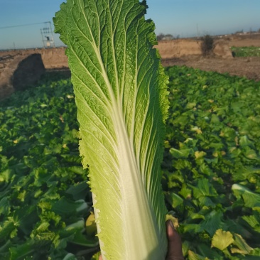 秋绿60白菜，产地直供质量好价格低，产地直发一手货源