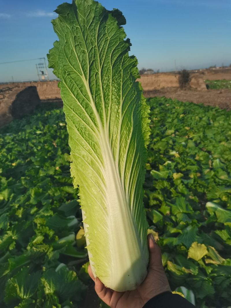 秋绿60白菜，产地直供质量好价格低，产地直发一手货源