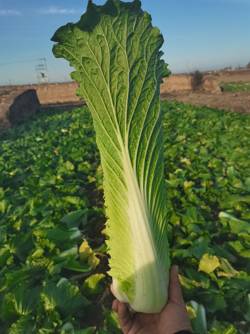 秋绿60白菜，产地直供质量好价格低，产地直发一手货源