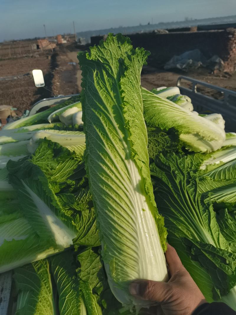 秋绿60白菜，产地直供质量好价格低，产地直发一手货源