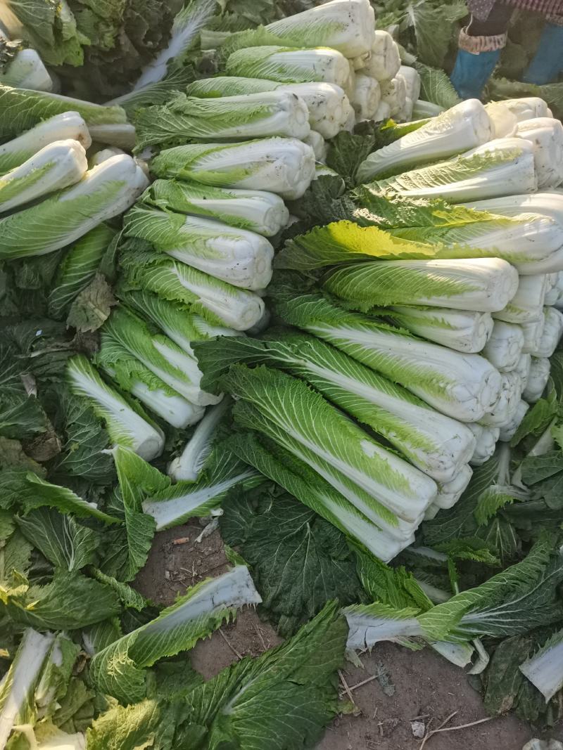 秋绿60白菜，产地直供质量好价格低，产地直发一手货源