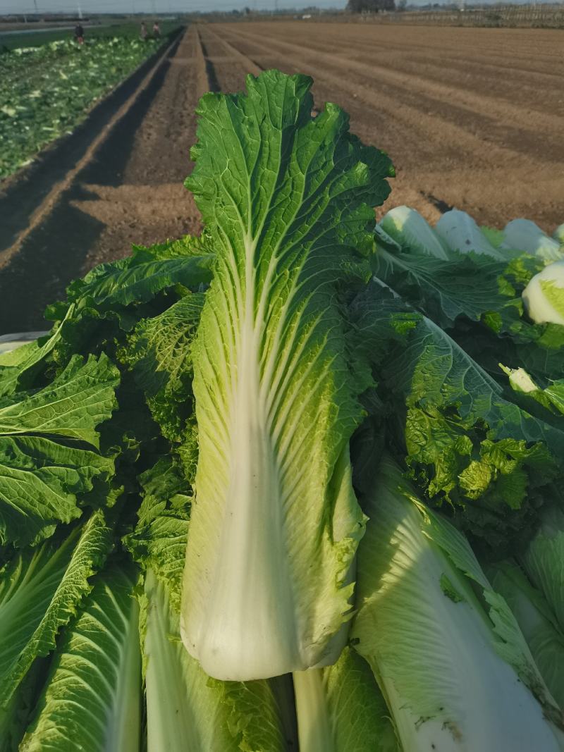 秋绿60白菜，产地直供质量好价格低，产地直发一手货源