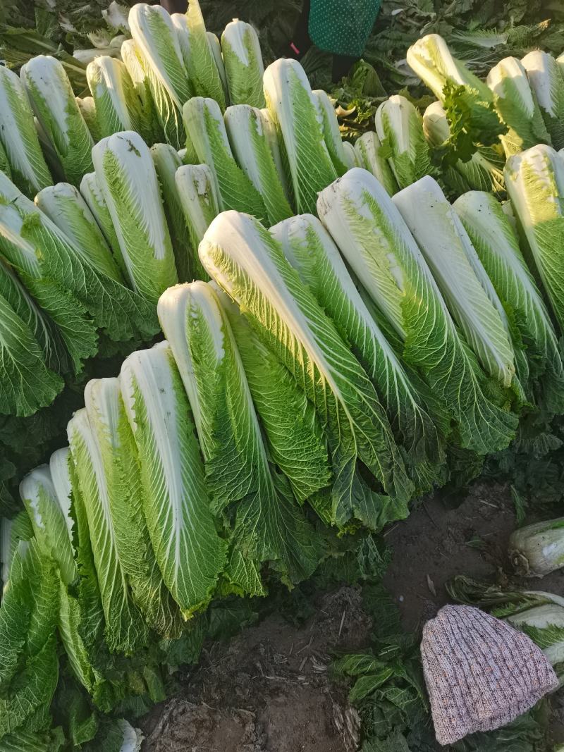 秋绿60白菜，产地直供质量好价格低，产地直发一手货源