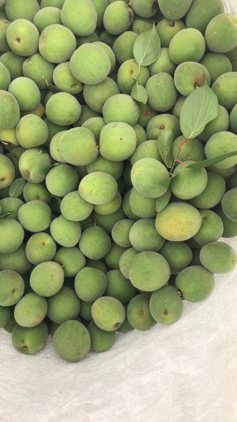 大量出售优质青梅苗一块钱一颗量大从优！欢迎订购咨询