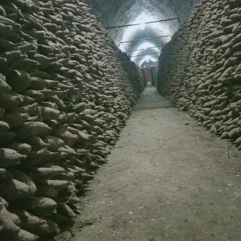 大荔县窖藏秦薯5号红薯板栗薯基地直供，欢迎新朋友前来选购