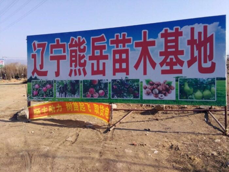 辽宁鸡心果苗耐寒矮化鸡心果树苗又名锦绣海棠