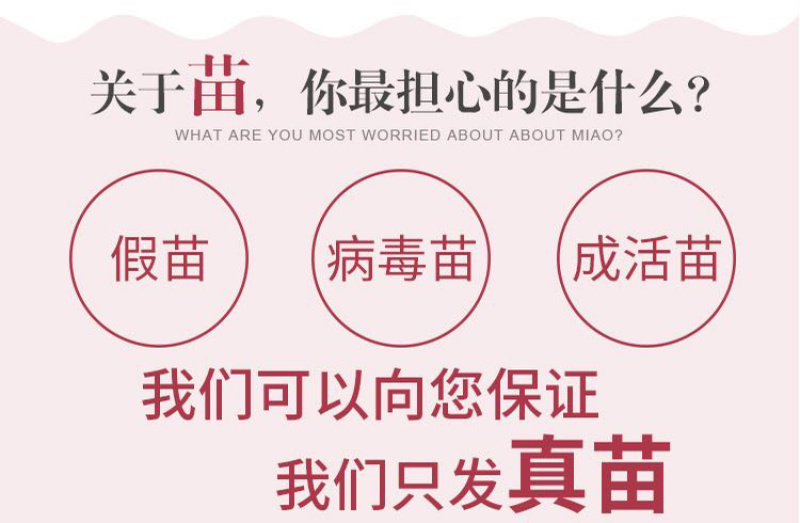 恐龙蛋李子苗口感好，红肉李子苗南北方均可种植