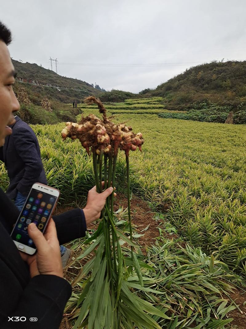 小黄姜，库存货大量有货