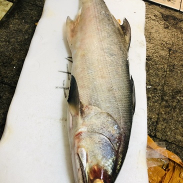海南本地深海文昌马友鱼
