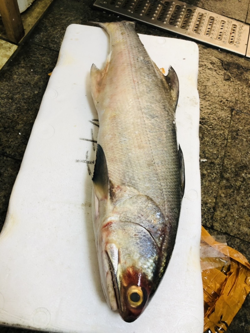 海南本地深海文昌马友鱼