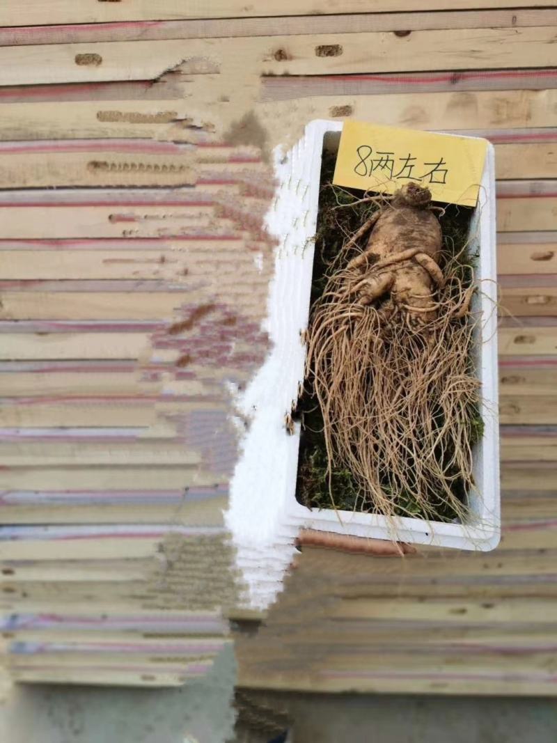 东北野生，种植各种人参