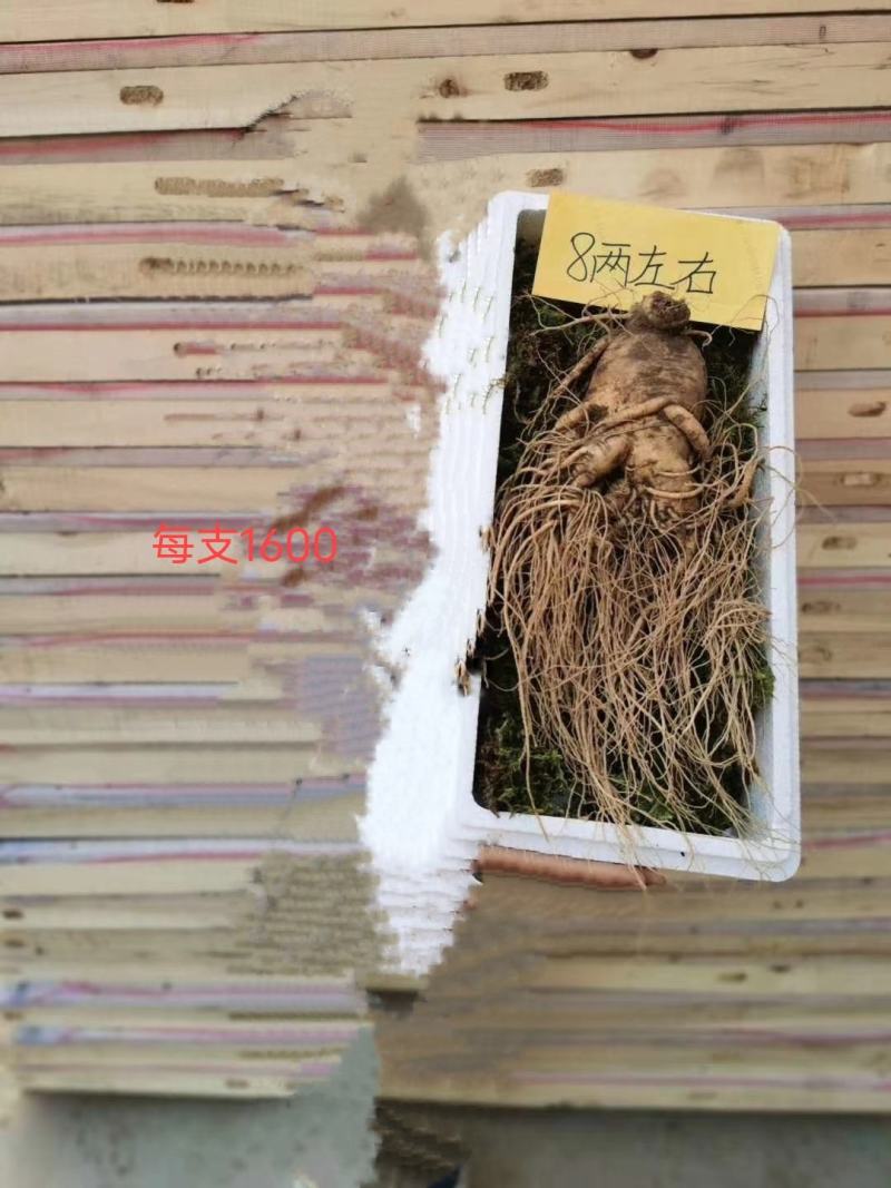 东北野生，种植各种人参