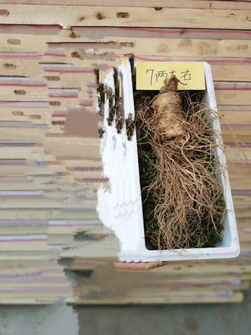 东北野生，种植各种人参