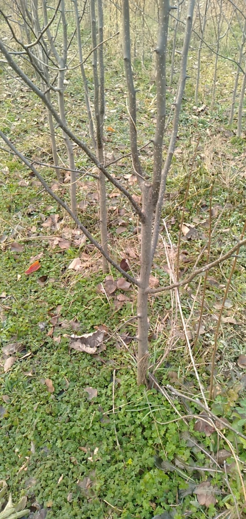 种植户自已家优质梨树苗