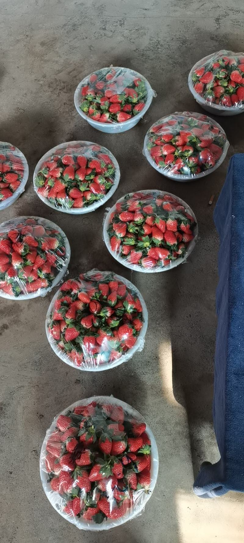 济南章丘区甜宝草莓大量有货电商。团购。代办诚信合作共赢
