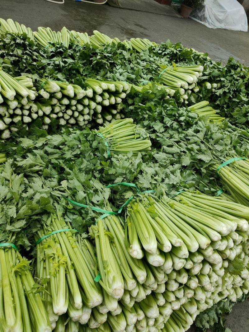 精品西芹大量上市，产地一手货源，量大从优！