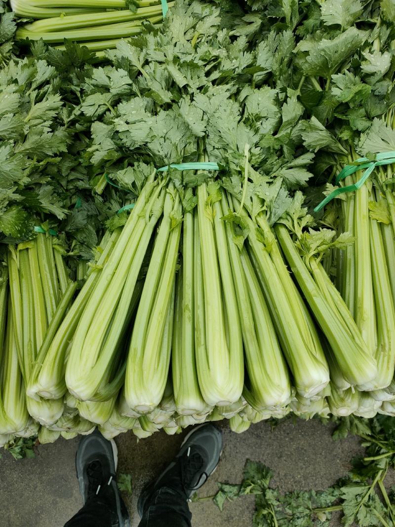 精品西芹大量上市，产地一手货源，量大从优！