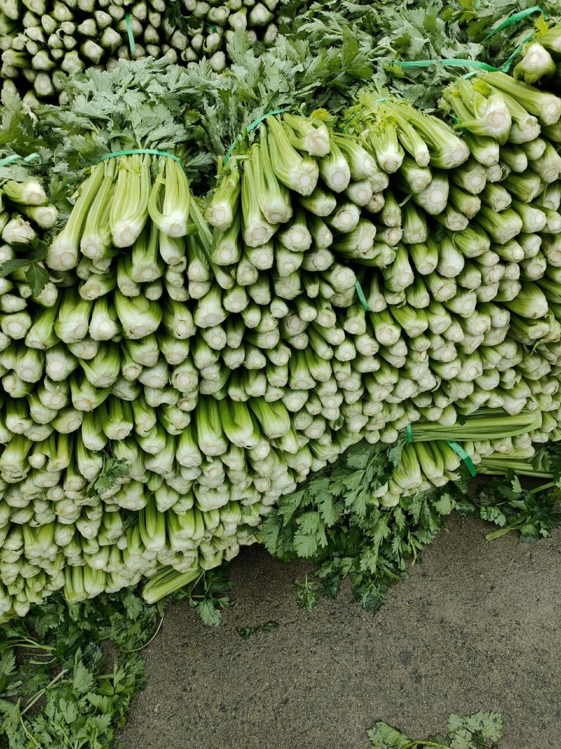 精品西芹大量上市，产地一手货源，量大从优！