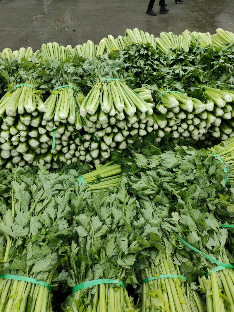 精品西芹大量上市，产地一手货源，量大从优！