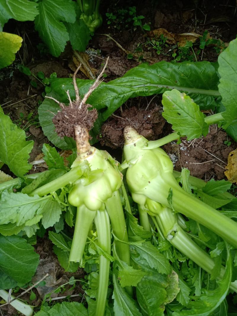 基地直供小叶羊角榨菜