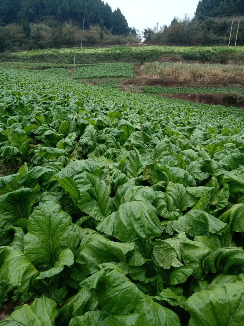 基地直供小叶羊角榨菜