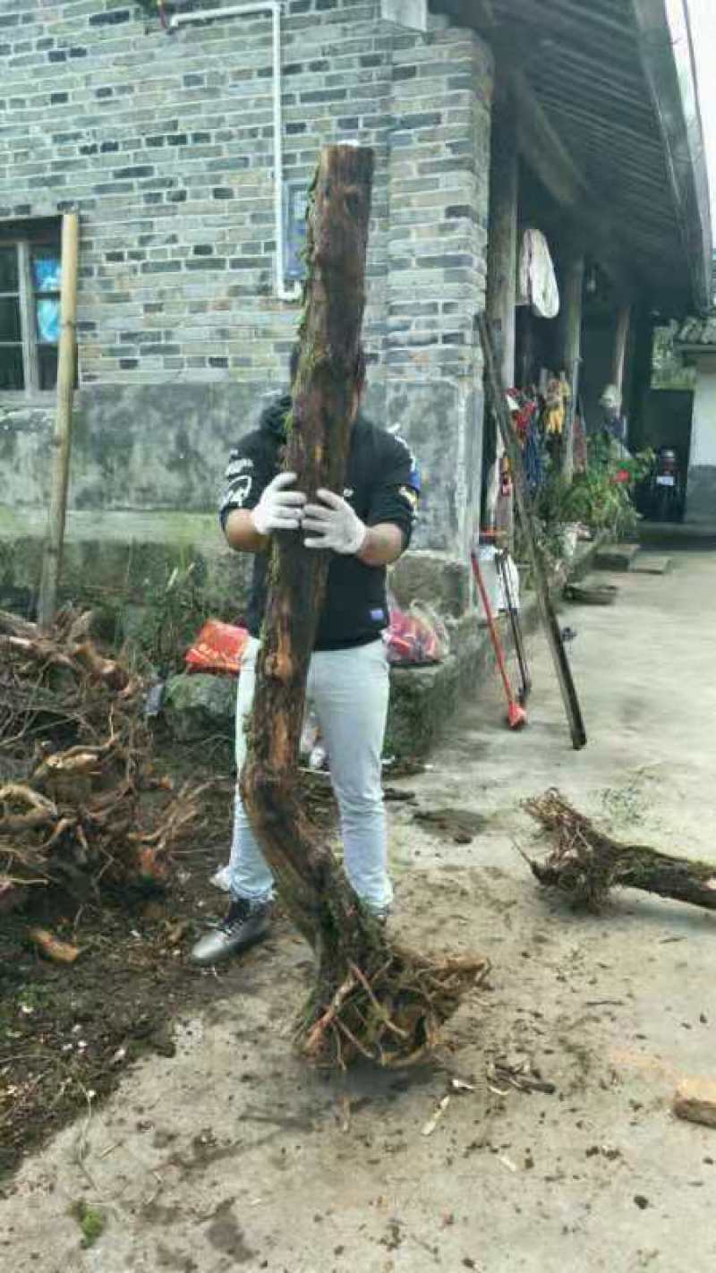 云南精品山木香下山老桩
