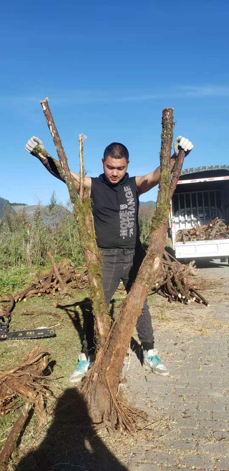 云南精品山木香下山老桩