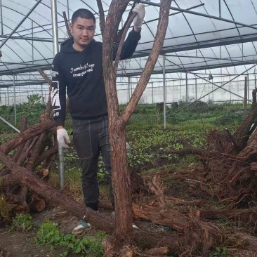 云南精品山木香下山老桩