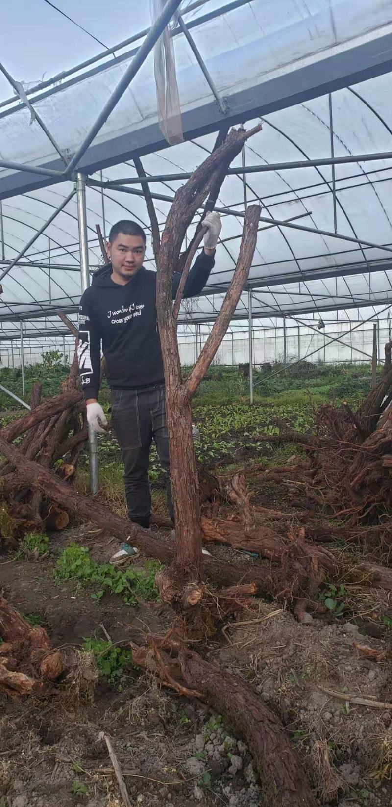 云南精品山木香下山老桩