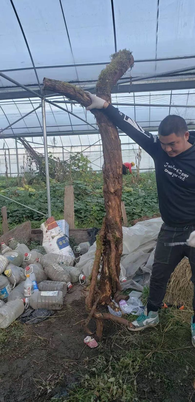 云南精品山木香下山老桩