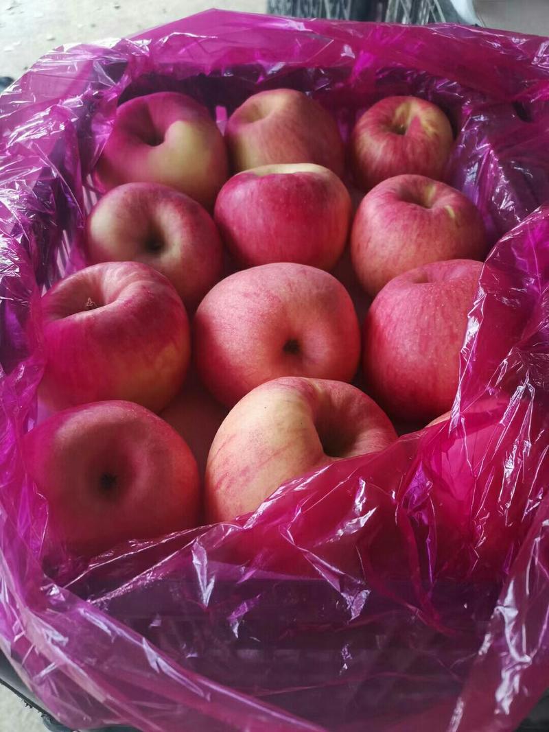 深州水果基地，脆甜可口，洛川纸袋富士苹果
