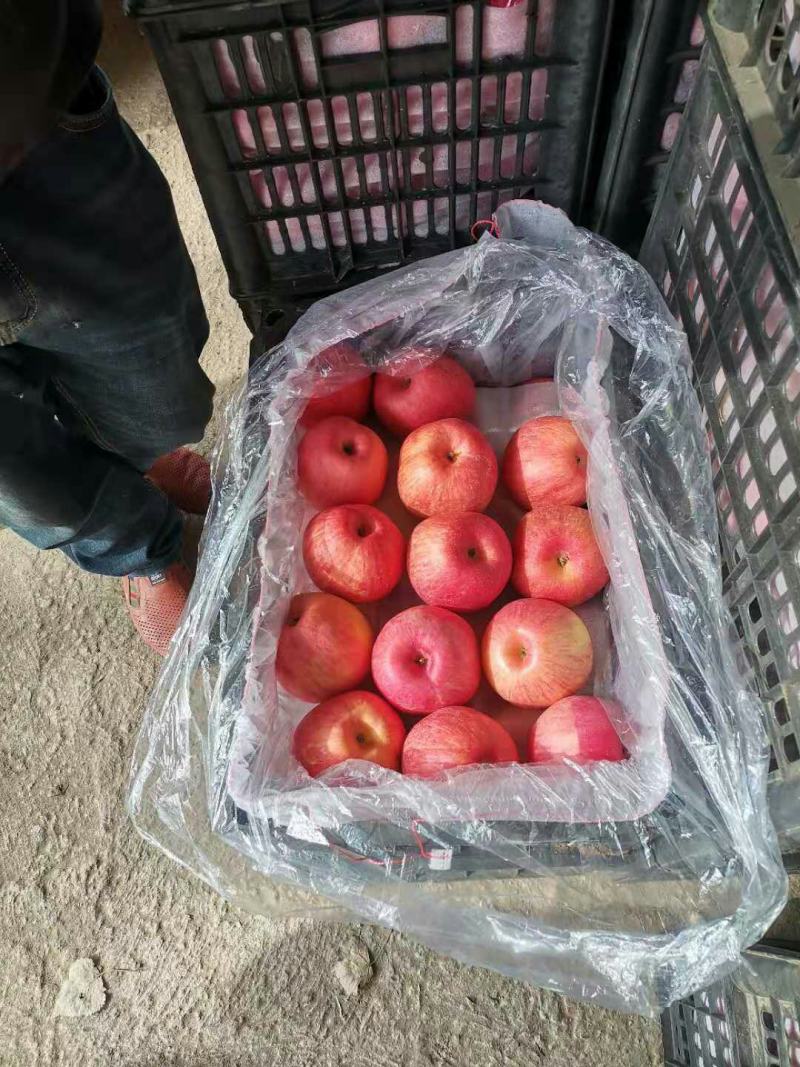深州水果基地，脆甜可口，洛川纸袋富士苹果