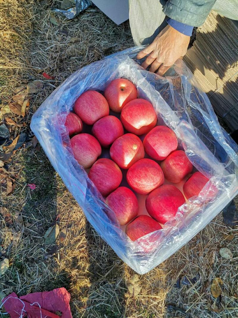 深州水果基地，脆甜可口，洛川纸袋富士苹果