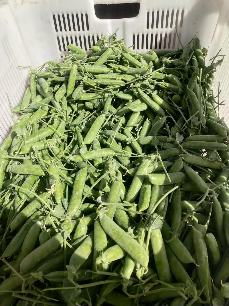 豌豆云南长寿仁豌豆大量上市产地一手货源产地直供