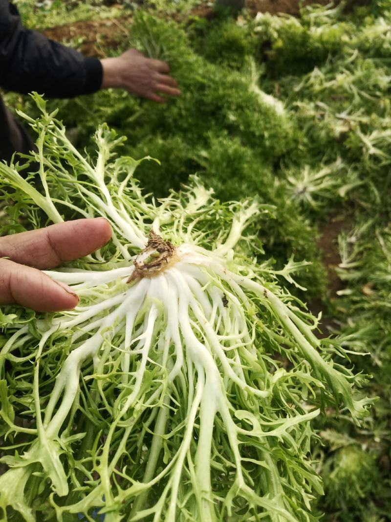 山东苦菊，小叶黄心，反季节上市