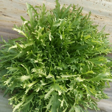 苦菊，山东青卅黄心小叶
