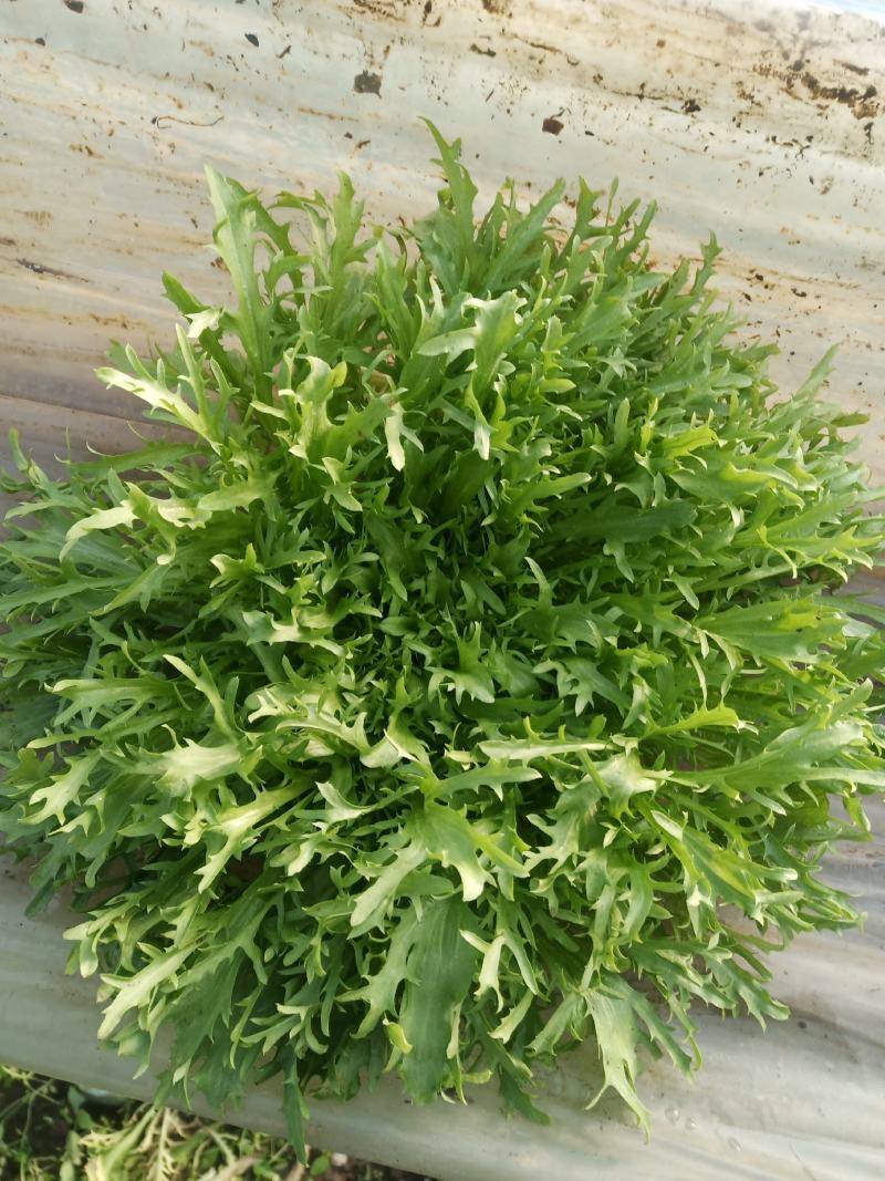 苦菊，山东青卅黄心小叶