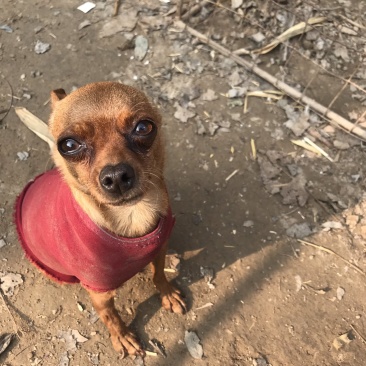小鹿犬，小型犬，聪明伶俐，乖宝宝！好火伴，！