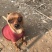 小鹿犬，小型犬，聪明伶俐，乖宝宝！好火伴，！