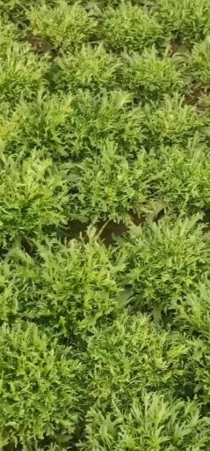 苦菊大量现货1111111111111111
