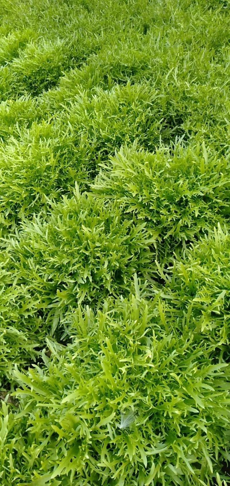 苦菊大量现货1111111111111111