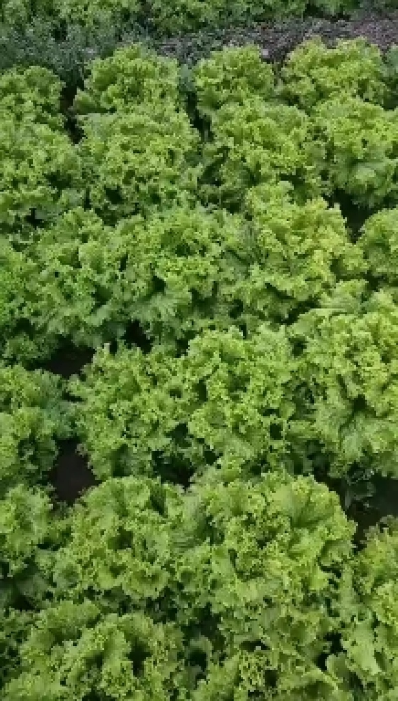 精品生菜生菜大叶！！！！！111111111