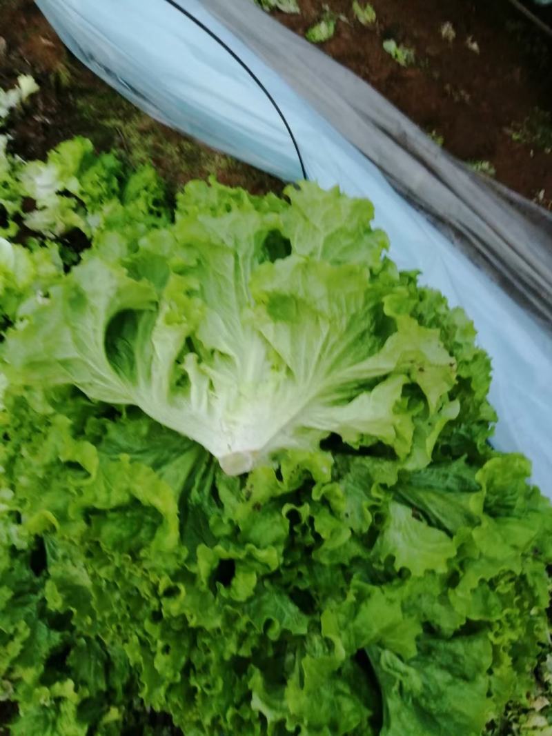 精品生菜生菜大叶！！！！！111111111