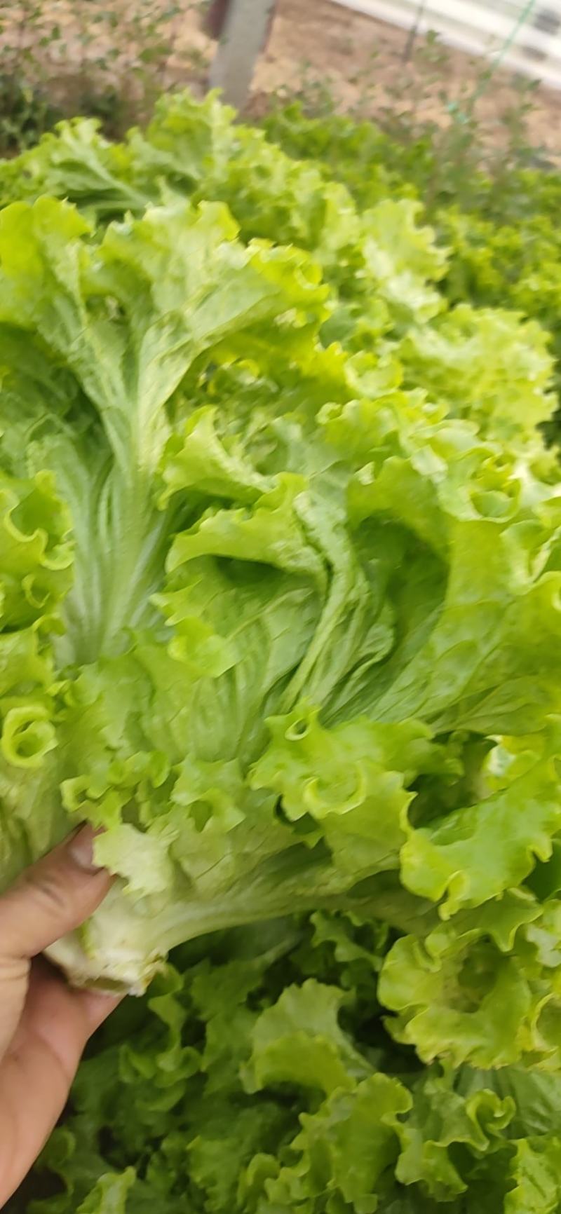 精品生菜生菜大叶！！！！！111111111