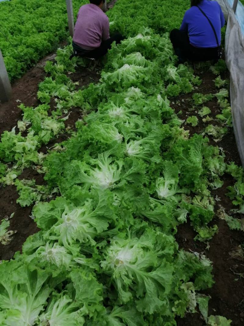 精品生菜生菜大叶！！！！！111111111