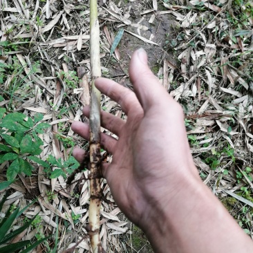芦苇苗，芦苇杆，干芦苇