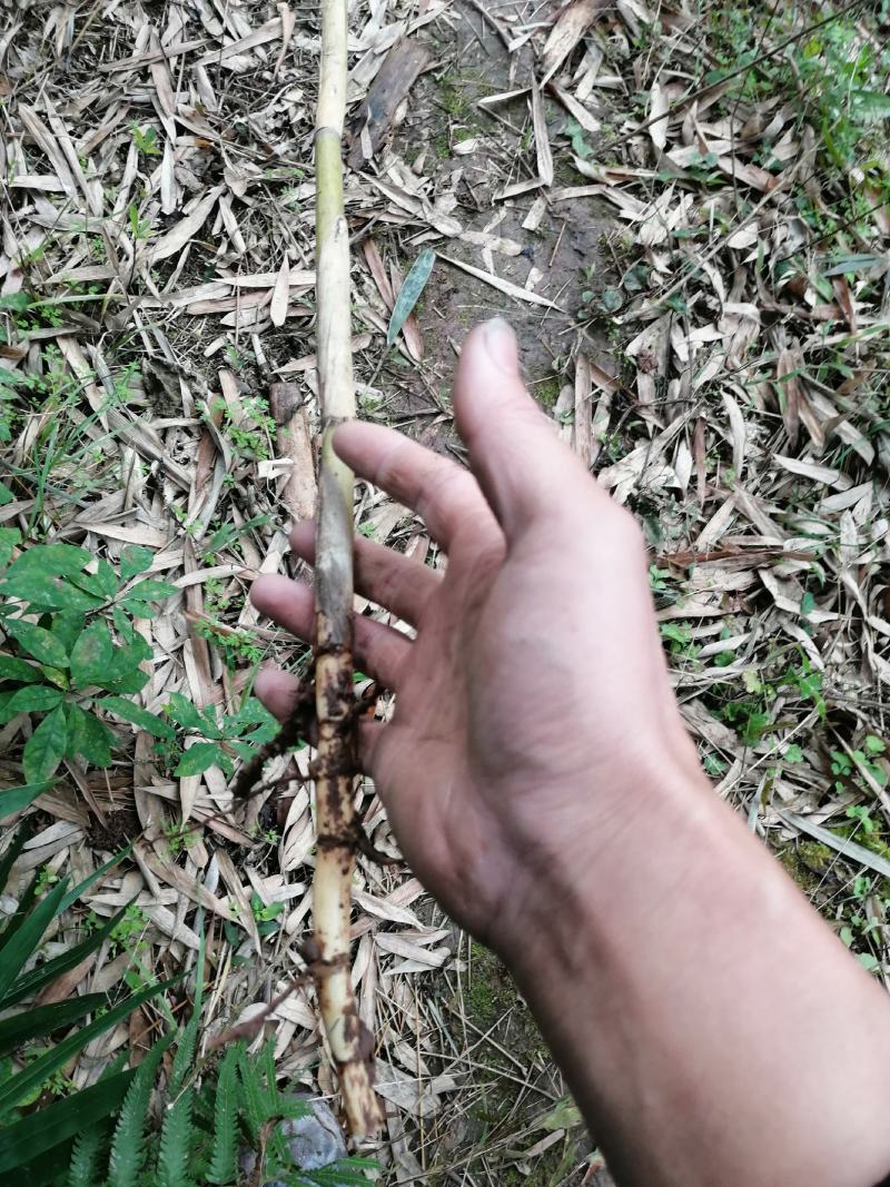 芦苇苗，芦苇杆，干芦苇